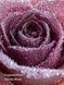 Розпив Спрей для тіла Victoria&rsquo;s Secret Cashmere Fleur 10 ml 28289392 фото 2